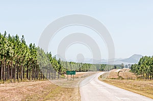 Road next to pine tree plantations
