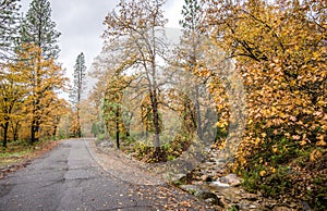 A road next to a stream in Castle Crags State Park in Northern California