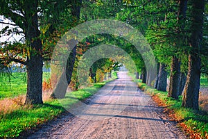 The road in an oak alley in autumn