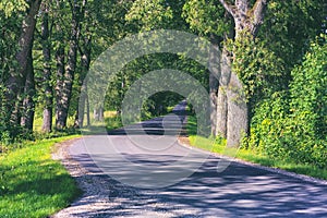 Road in the oak alley in summer