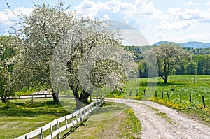 Road through an old orchard in spring