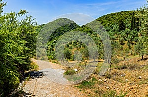 Road through olive fields near Kalamata
