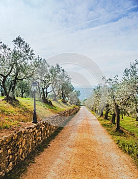 Road among olive trees in Italy