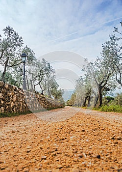 Road among olive trees in Italy