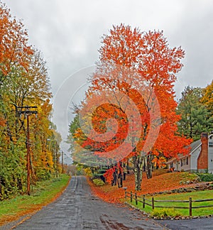 road with orange color sugar maple tree in Fall on rain soaked rural street