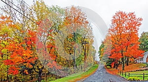 road with orange color sugar maple trees in Fall on rain soaked rural street