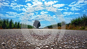 road among orchards to town, Goszczyn, Poland