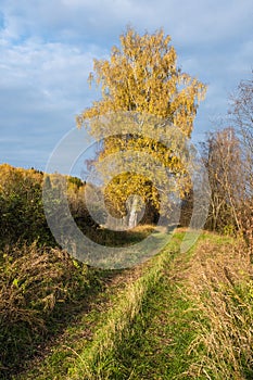 A road overgrown with green grass and birch trees with yellow leaves