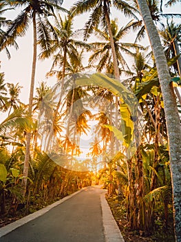 Road in palm jungle with sunset light on Nusa Penida island. Coconut palms