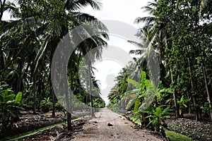 Dirt road in the park.Green leaves of coconut palm trees standing in bright blue tropical sky,in the garden.