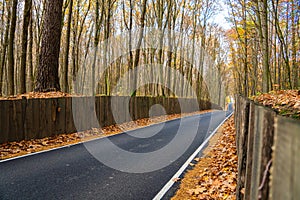 The road in the park in autumn. Autumn park alley with tall branchy trees on the edges