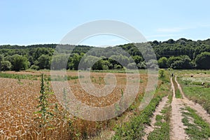 The road passes between the meadow and the field of ripe wheat.