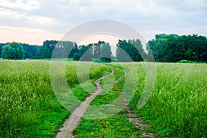 A road that passes through a meadow with high, thick grass. Path through the field,