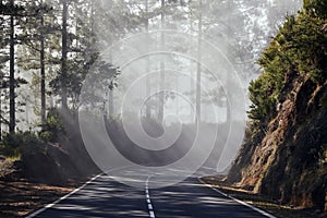 Road passes through misty forest