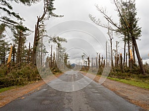 A road passes through a vast pine forest following storm cyclone Gabrielle has destroyed and snapped trunks of hundreds of trees