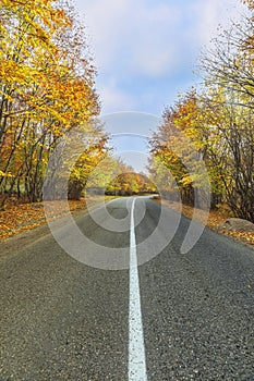 Road passing through an autumn forest in the mountains