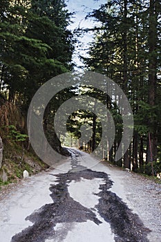 Road passing through a forest, Manali, Himachal Pra