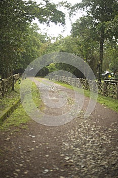 Road passing through a forest in the western ghats, India.