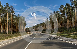 The road passing through the pine forest.