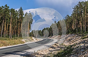 The road passing through the pine forest.