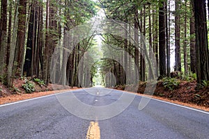 Road Passing through Redwood Forest