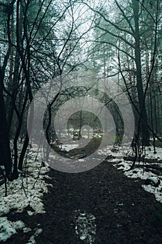 Road passing through scary mysterious forest with green light in fog in winter. Nature misty landscape. Scary halloween