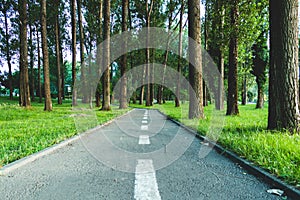 Road passing through tall trees forest