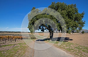 Road past California oak tree through California sauvignon blanc vineyards in the USA