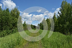 Road, path. Green grass. Blue sky clouds. Forest area. birches