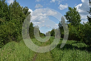 The road is a path. Green grass. Blue sky clouds. Forest area. birches