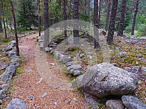 Road path trail in the mountain pine forests