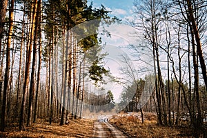 Road Path Walkway Through Forest. Nobody. Early Spring Or Late A