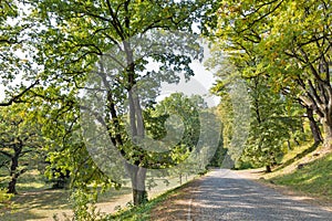 Road paved with cobbles leading to Schonborn Castle. Chynadiyovo, Ukraine.