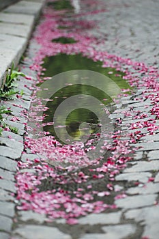 on the road, the petals of a tree that blooms in spring fell into the water. Cherry blossom