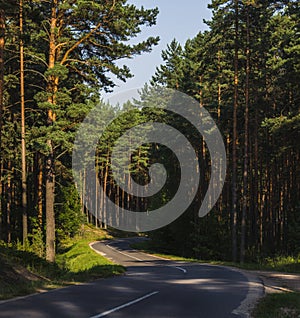 Road in a pine forest