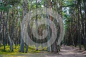 Road in the pine forest