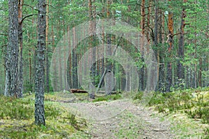 Road in pine forest