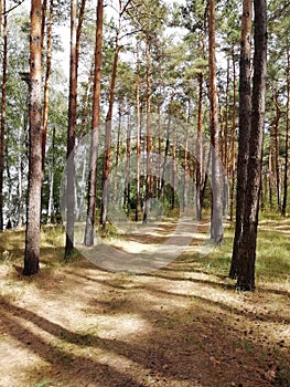The road through the pine forest.