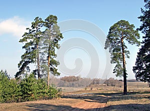 Road in the pine forest