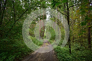 Road. Pine forest. Mixed forest with deciduous trees. Green grass. Summer foggy