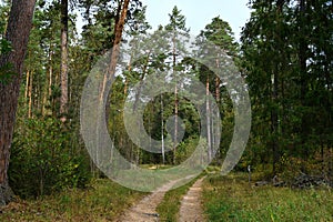 Road through a pine forest near Kozelsk town