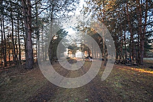 Road in the pine forest, sunrise