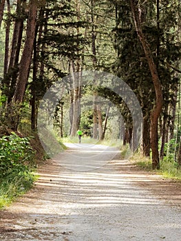 Road in the pine trees forest in spring