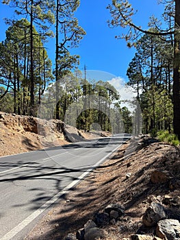 The road and pine trees on a sunny day in Teide National Park, Tenerife, Canary Islands, Spain