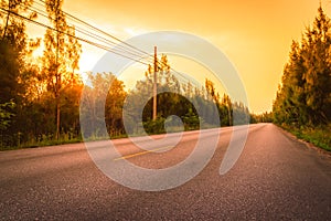 The road between Pine trees at sunset.