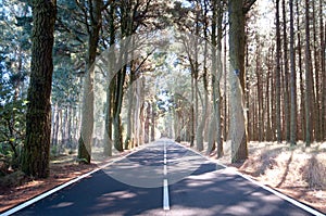 Road through the pine woods, Spain