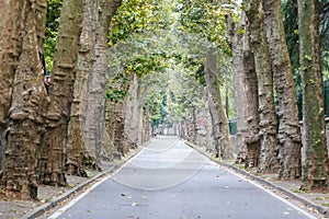 Road with plane trees in Beykoz, Istanbul, Turkiye