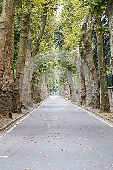 Road with plane trees in Beykoz, Istanbul, Turkiye