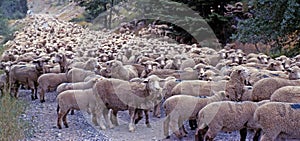 The road is plugged with a herd of sheep