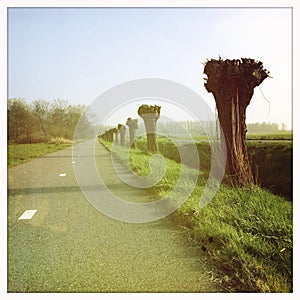 Road with Pollard willows